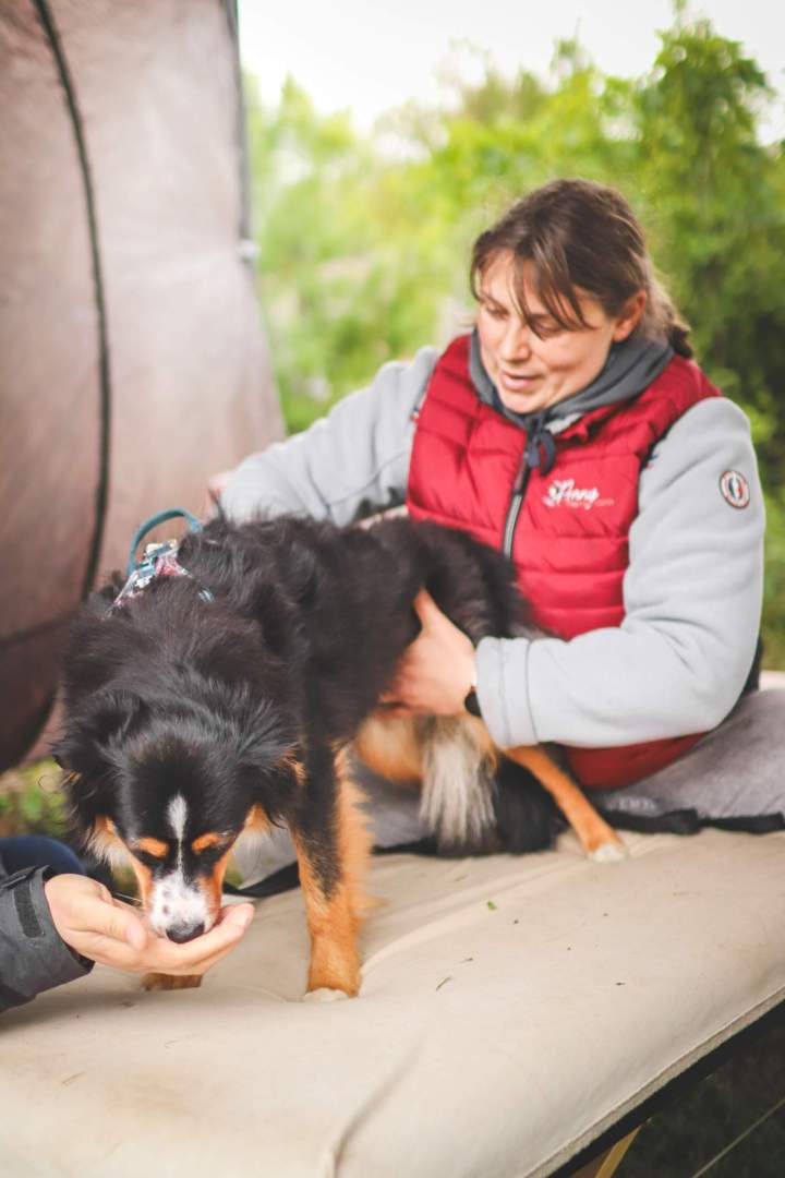 J’améliore le bien-être global chiens.